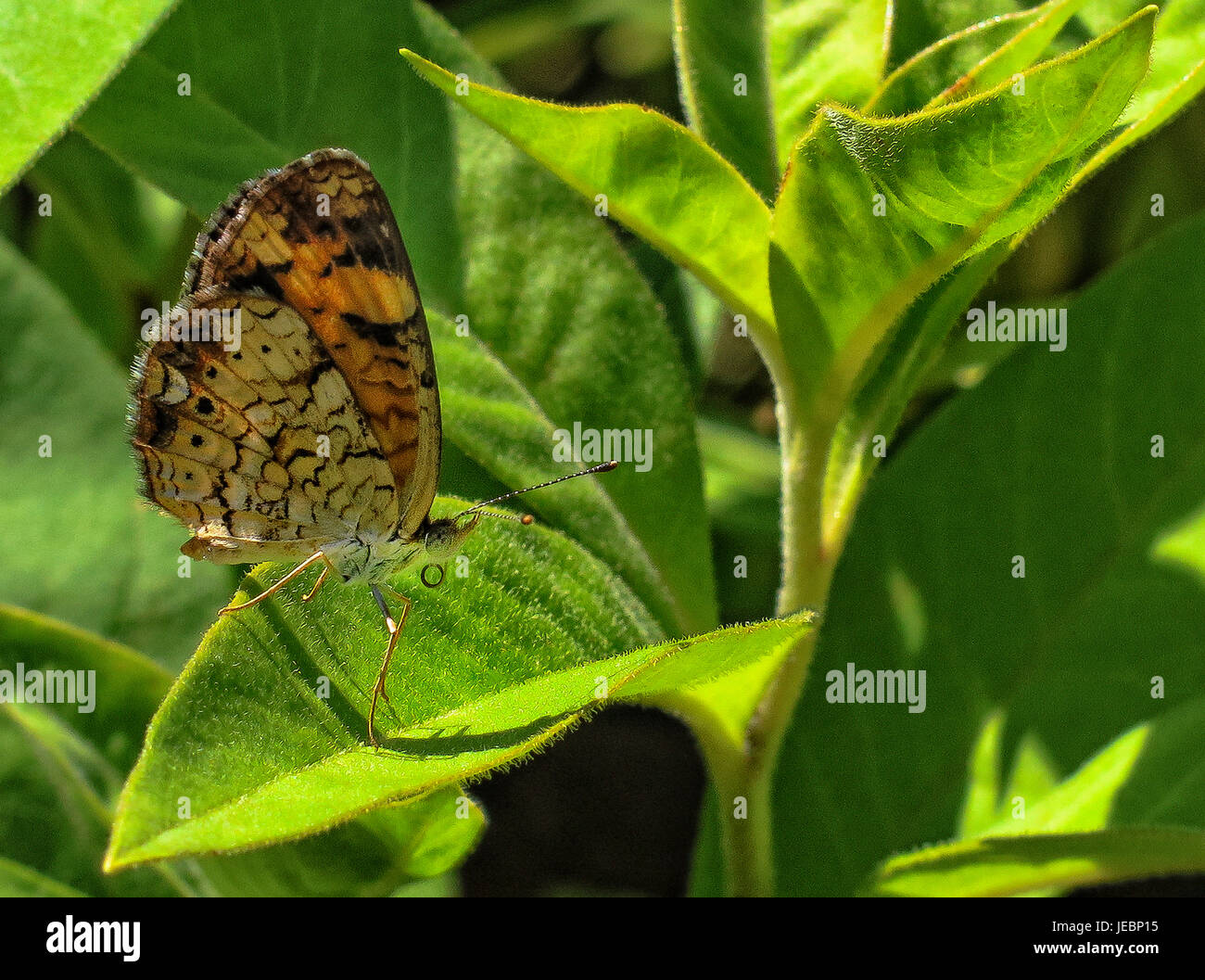 Butterfly on green leaf Stock Photo