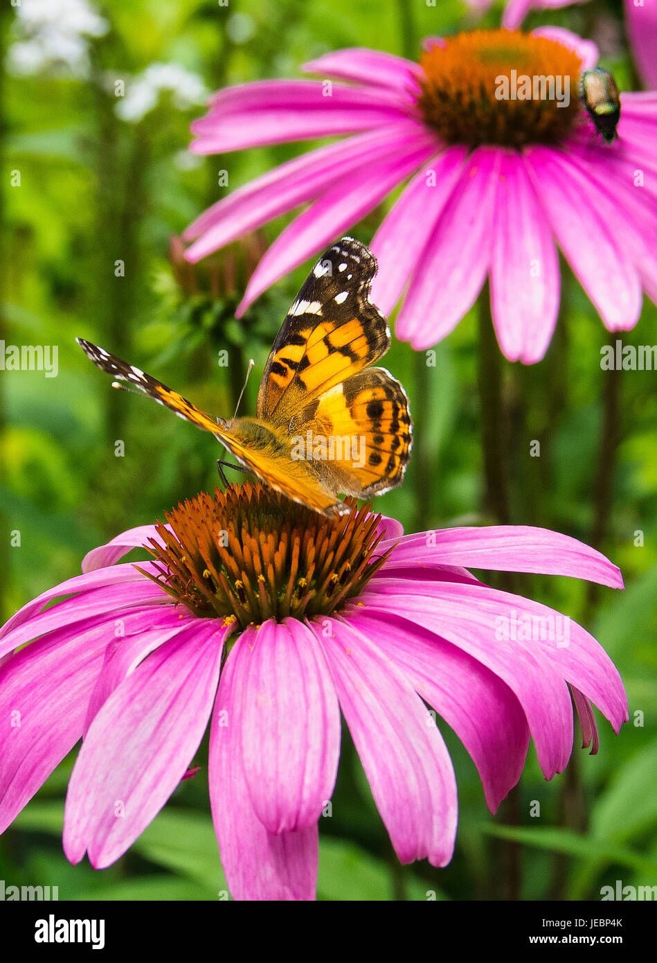 Butterflies on flowers Stock Photo