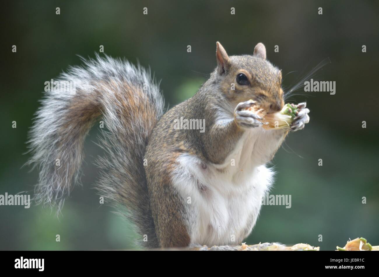 Grey squirrel eating a pine cone Stock Photo Alamy
