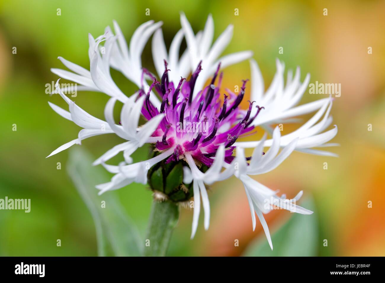 Centaurea montana purple heart hi-res stock photography and images - Alamy