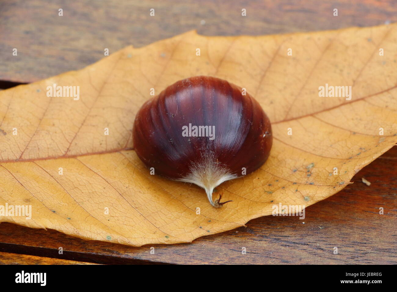 Chestnut on a dead leaf Stock Photo