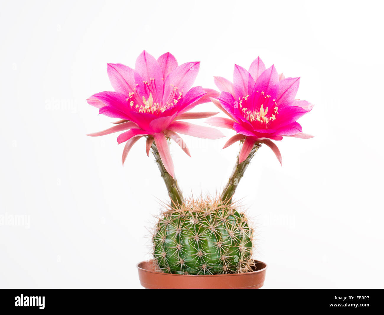 Cactus Echinopsis Kermesina with opening two pink blossoms against white background, isolated Stock Photo