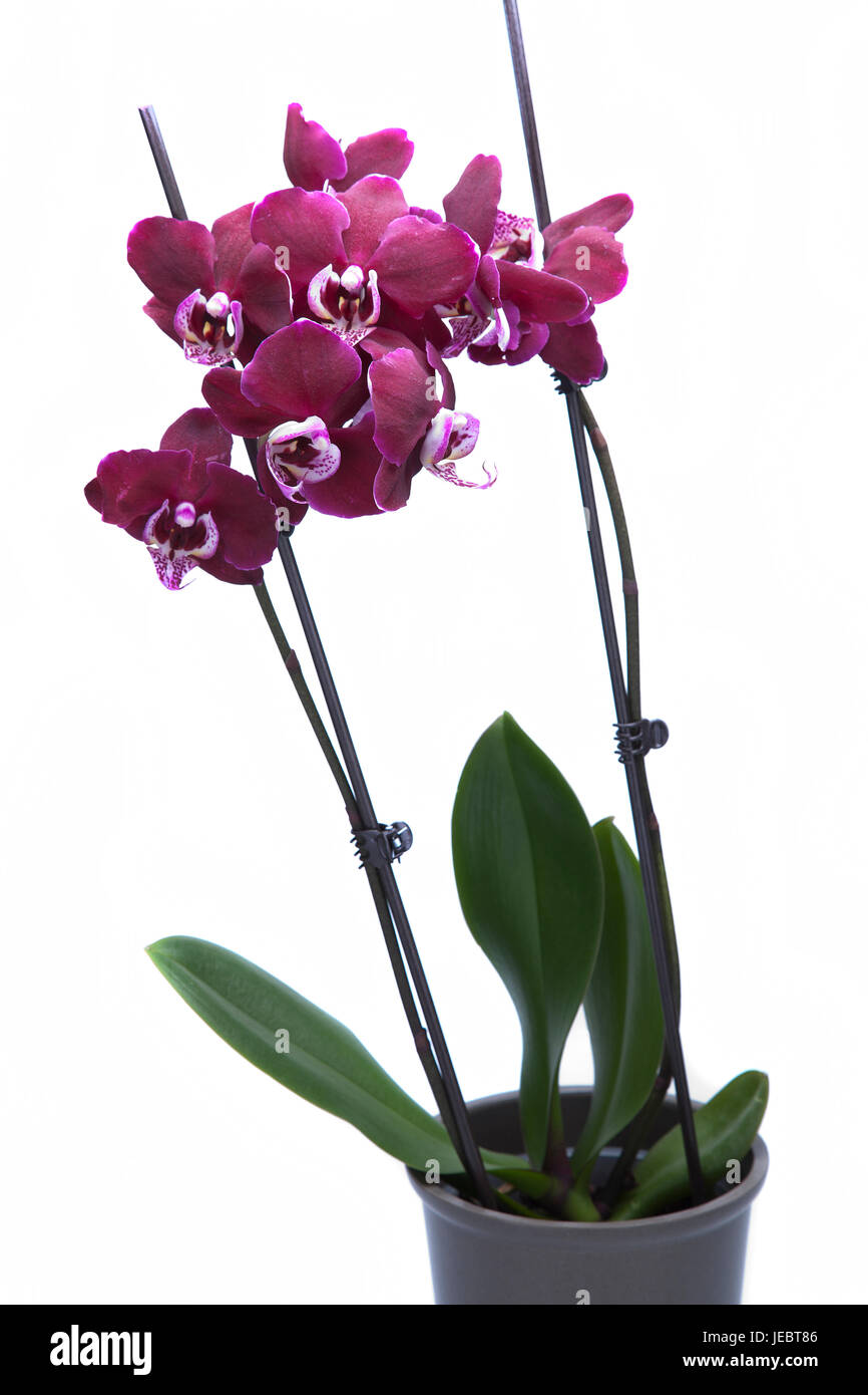 Beautiful purple potted orchid flowers isolated on white background. Stock Photo