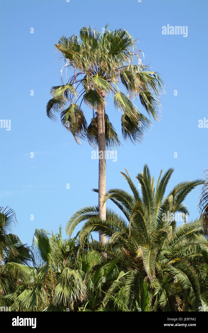 Heavenly palms hi-res stock photography and images - Alamy