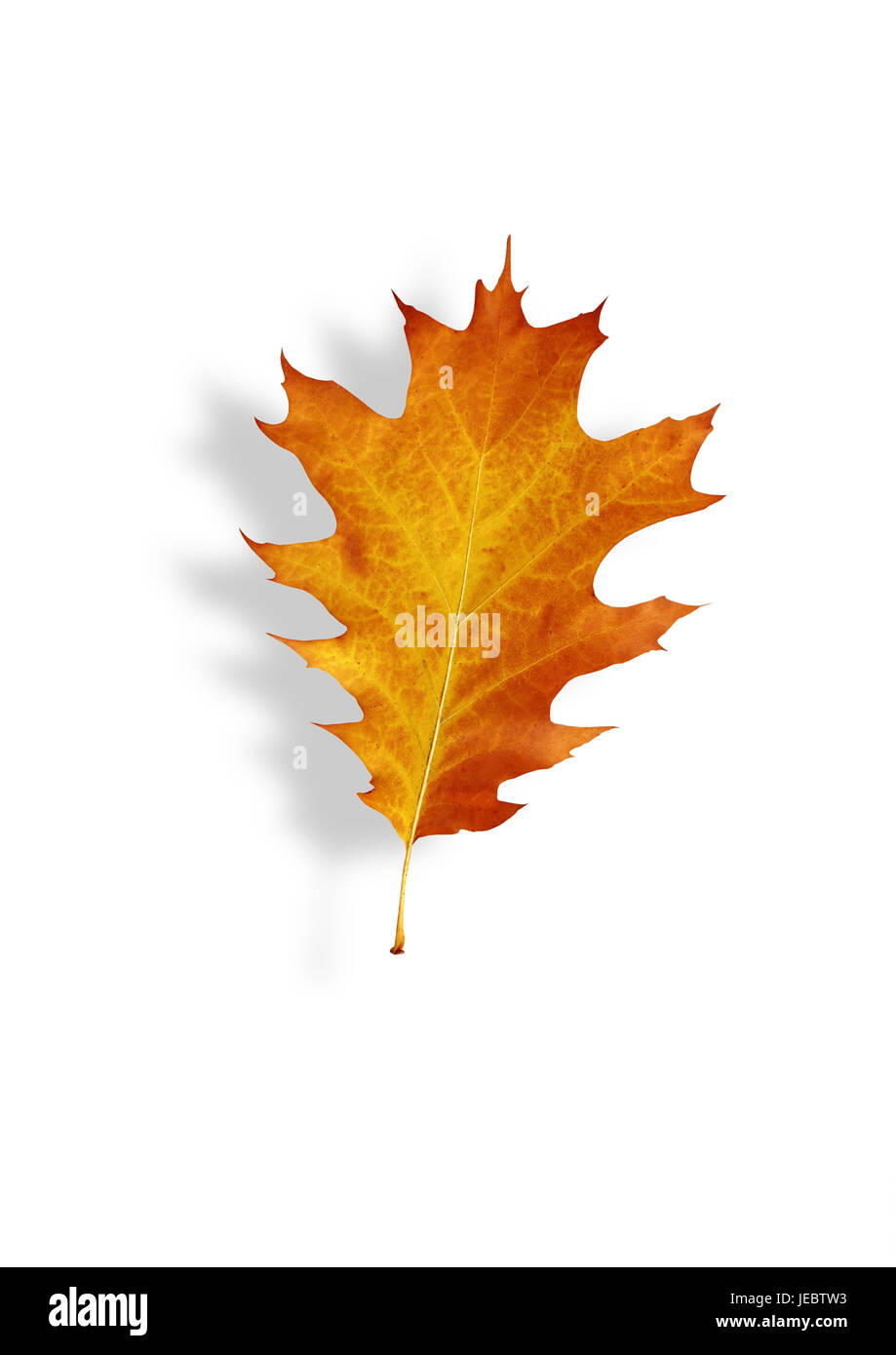 autumnally tinted oak leaf, Stock Photo
