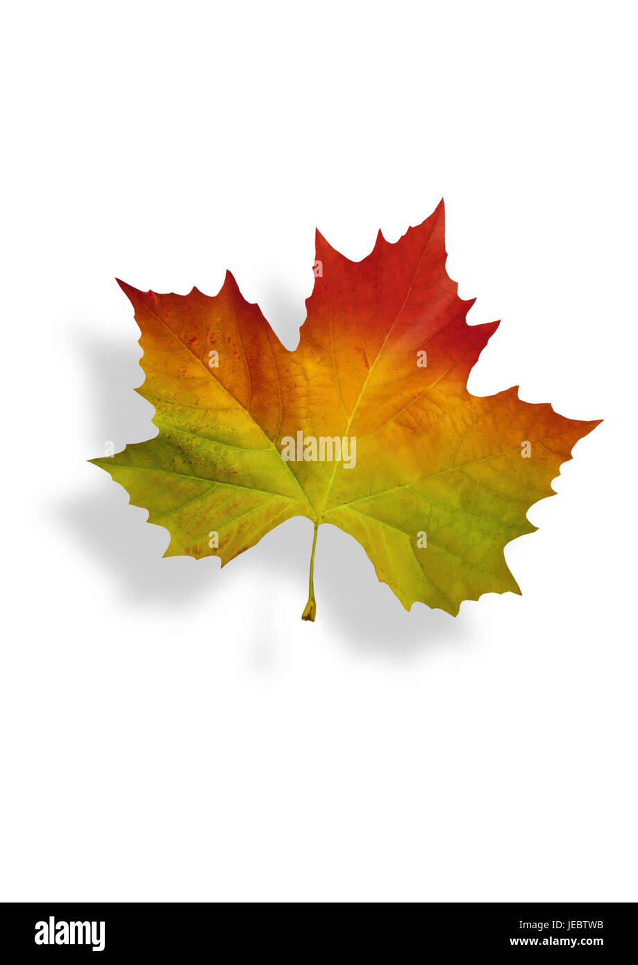 autumnally tinted maple leaf, Stock Photo