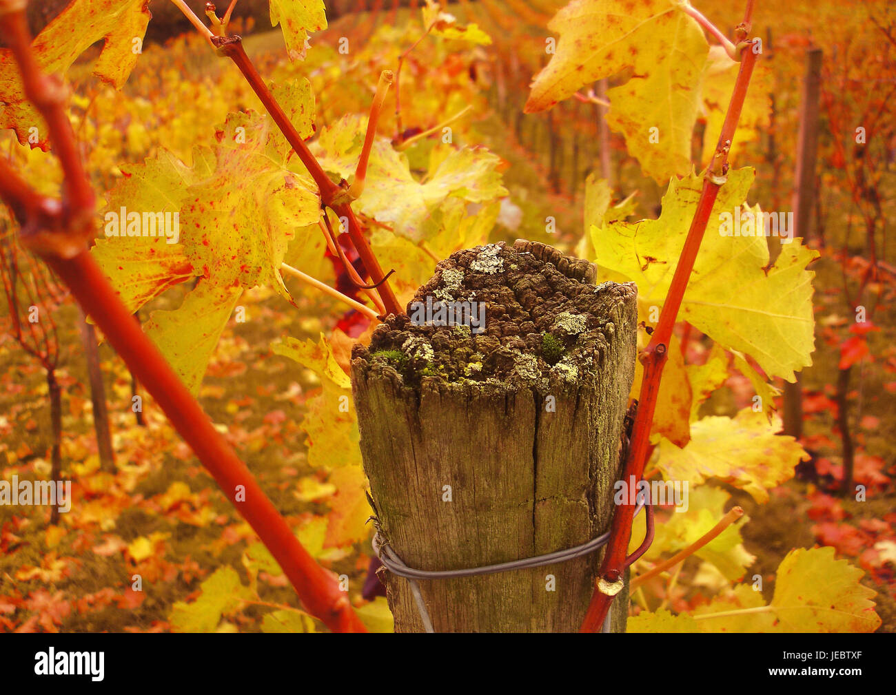 autumnally tinted vine leaves, Stock Photo