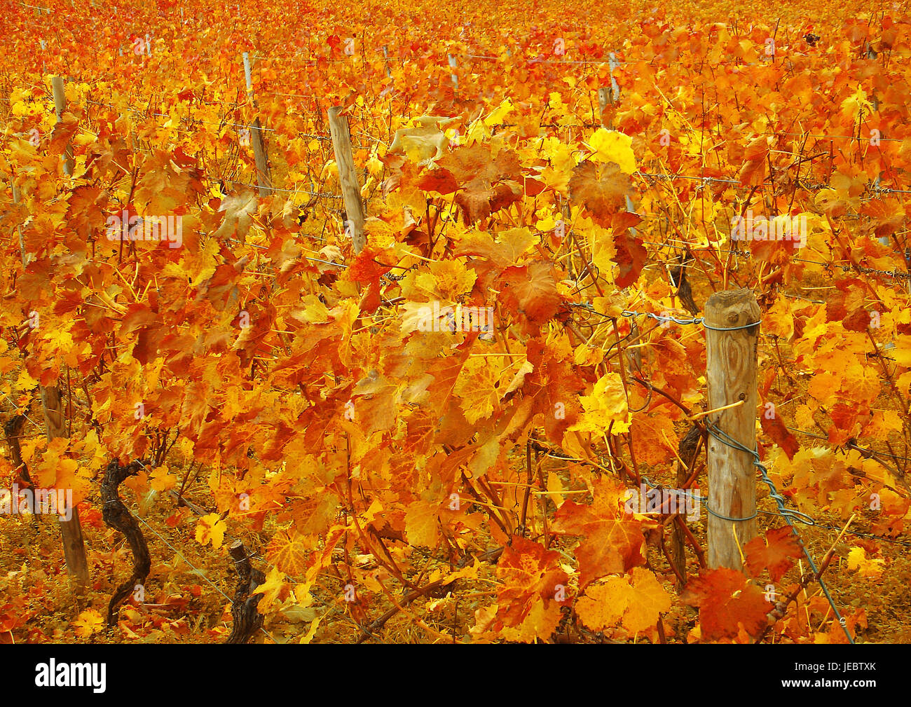 autumnally tinted vine leaves, Stock Photo