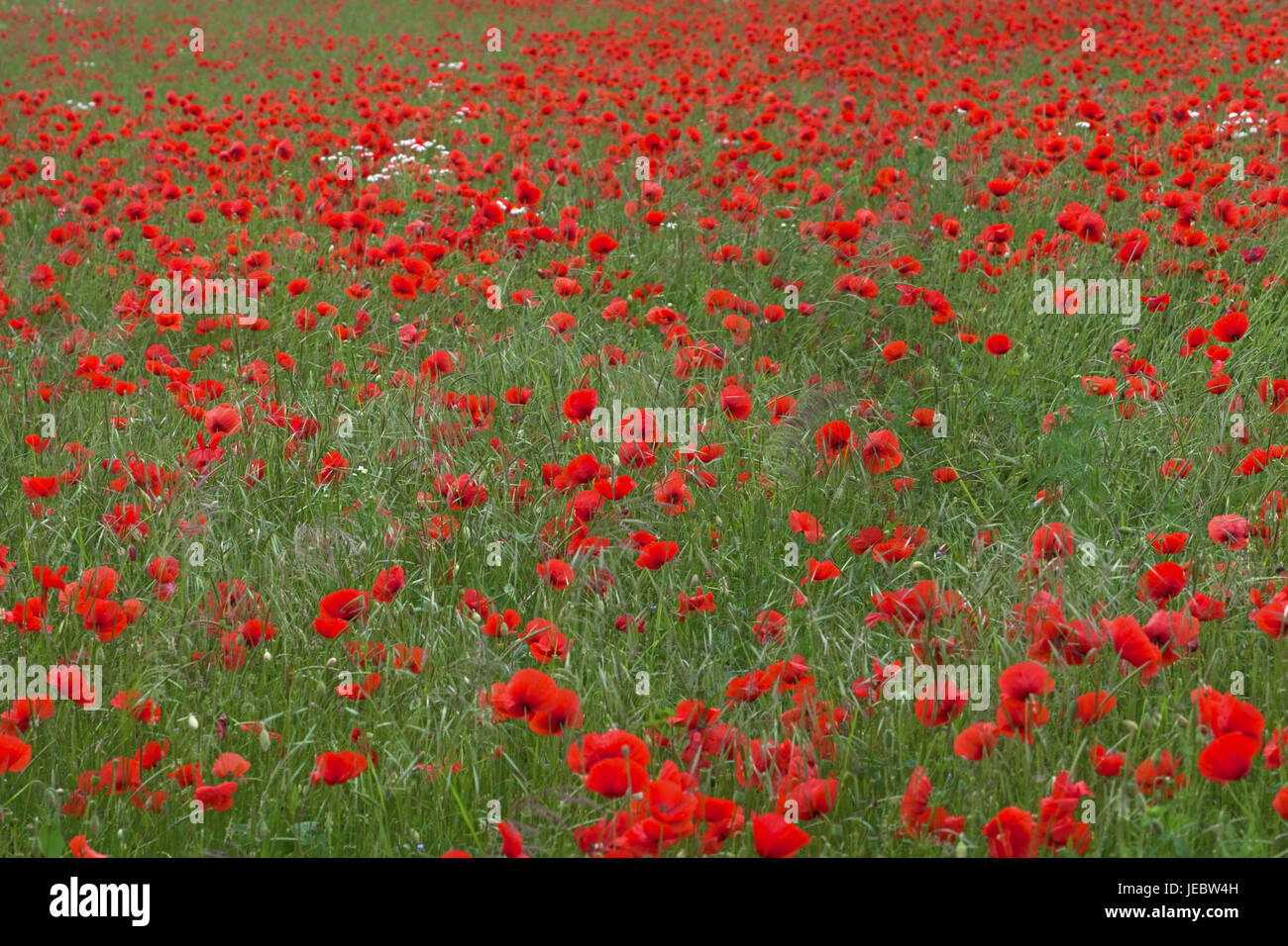 Poppy seed field Stock Photo Alamy