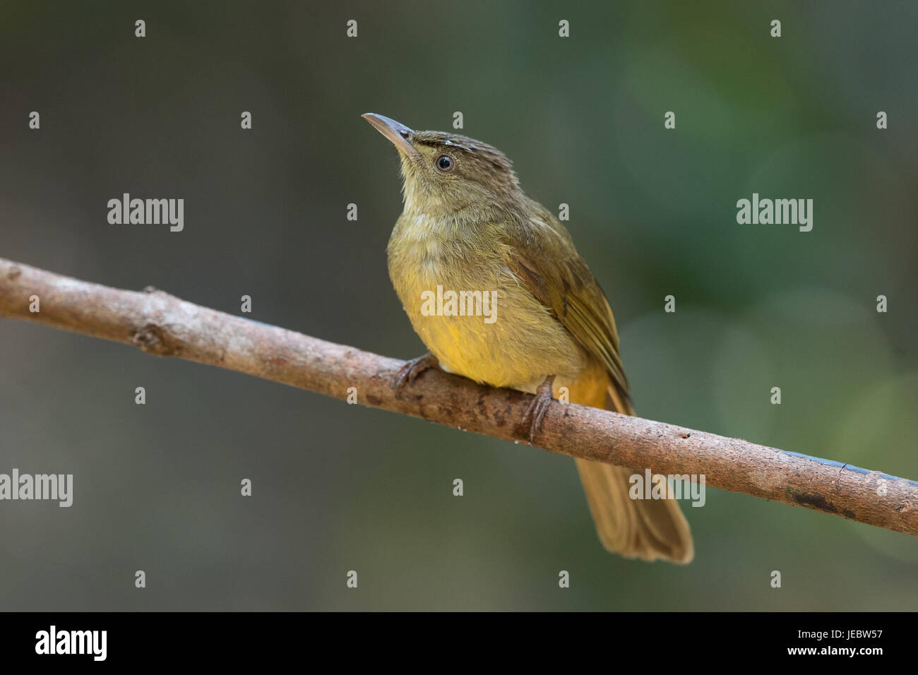 The grey-eyed bulbul (Iole propinqua) is a species of songbird in the family Pycnonotidae. Its natural habitat is subtropical or tropical moist lowlan Stock Photo