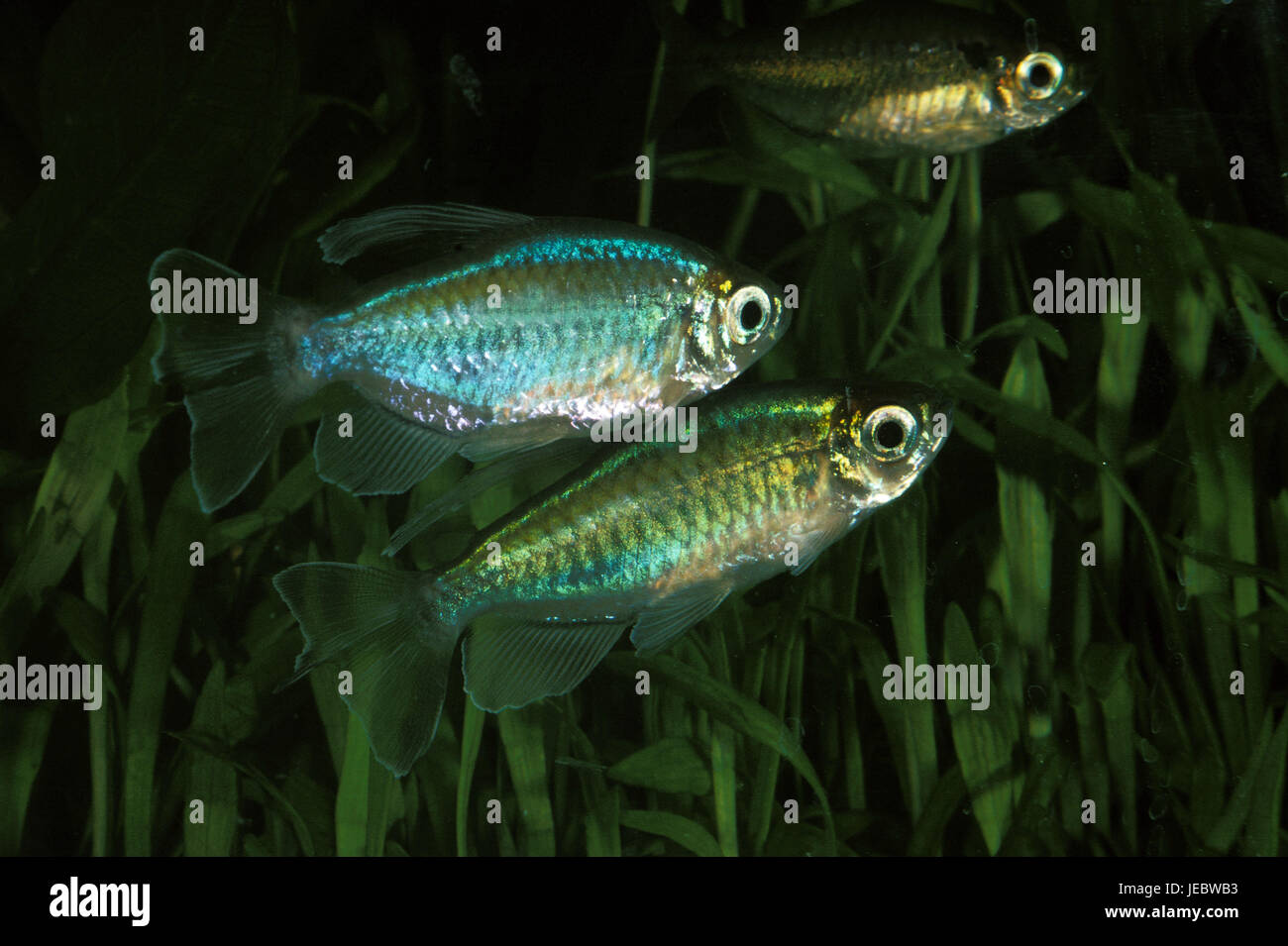 Blue Kongosalmler, Phenacogrammus interruptus, Stock Photo