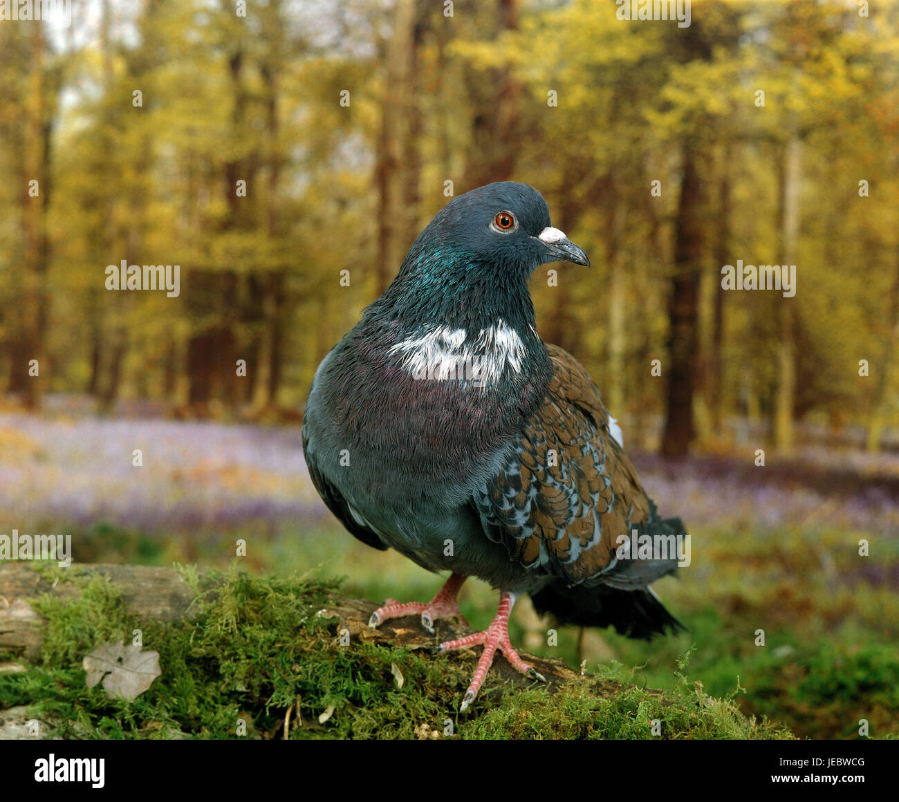 House pigeon stands on mossy subsoil, Stock Photo