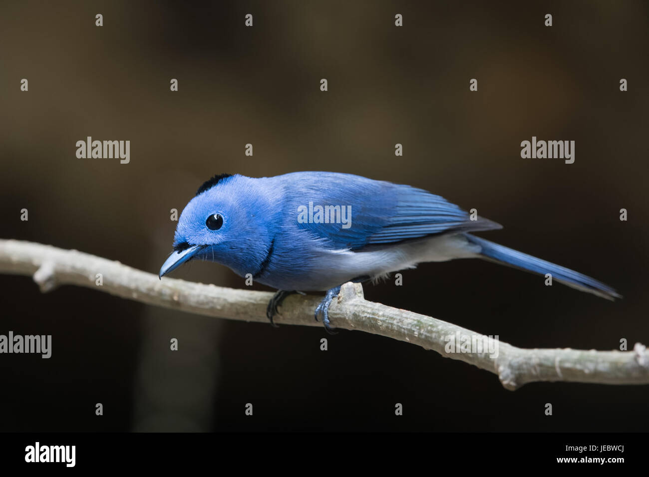 The black-naped monarch or black-naped blue flycatcher (Hypothymis azurea) is a slim and agile passerine bird belonging to the family of monarch flyca Stock Photo