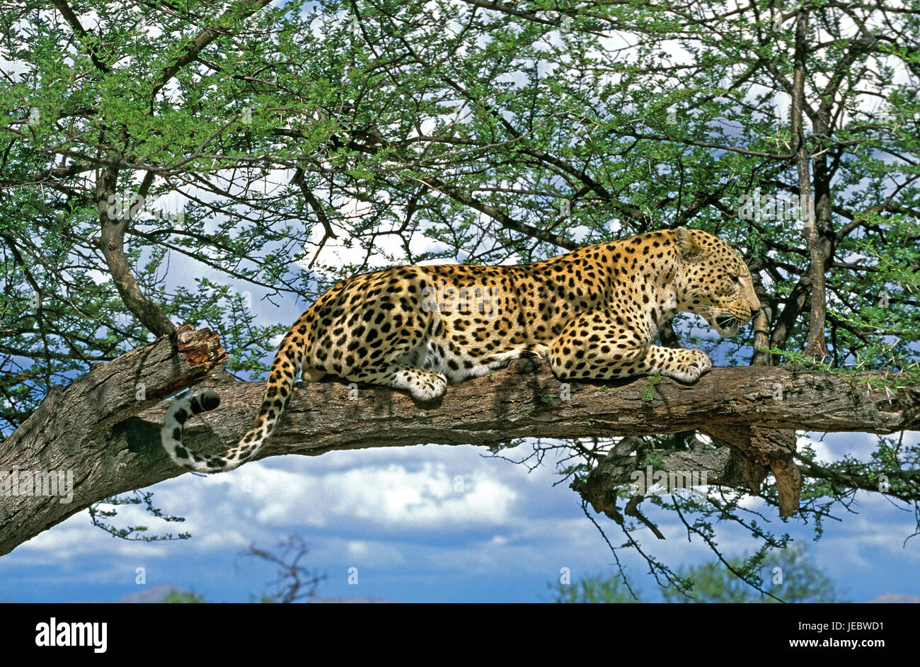 Persian leopard on a tree, Panthera pardus saxicolor, Stock Photo