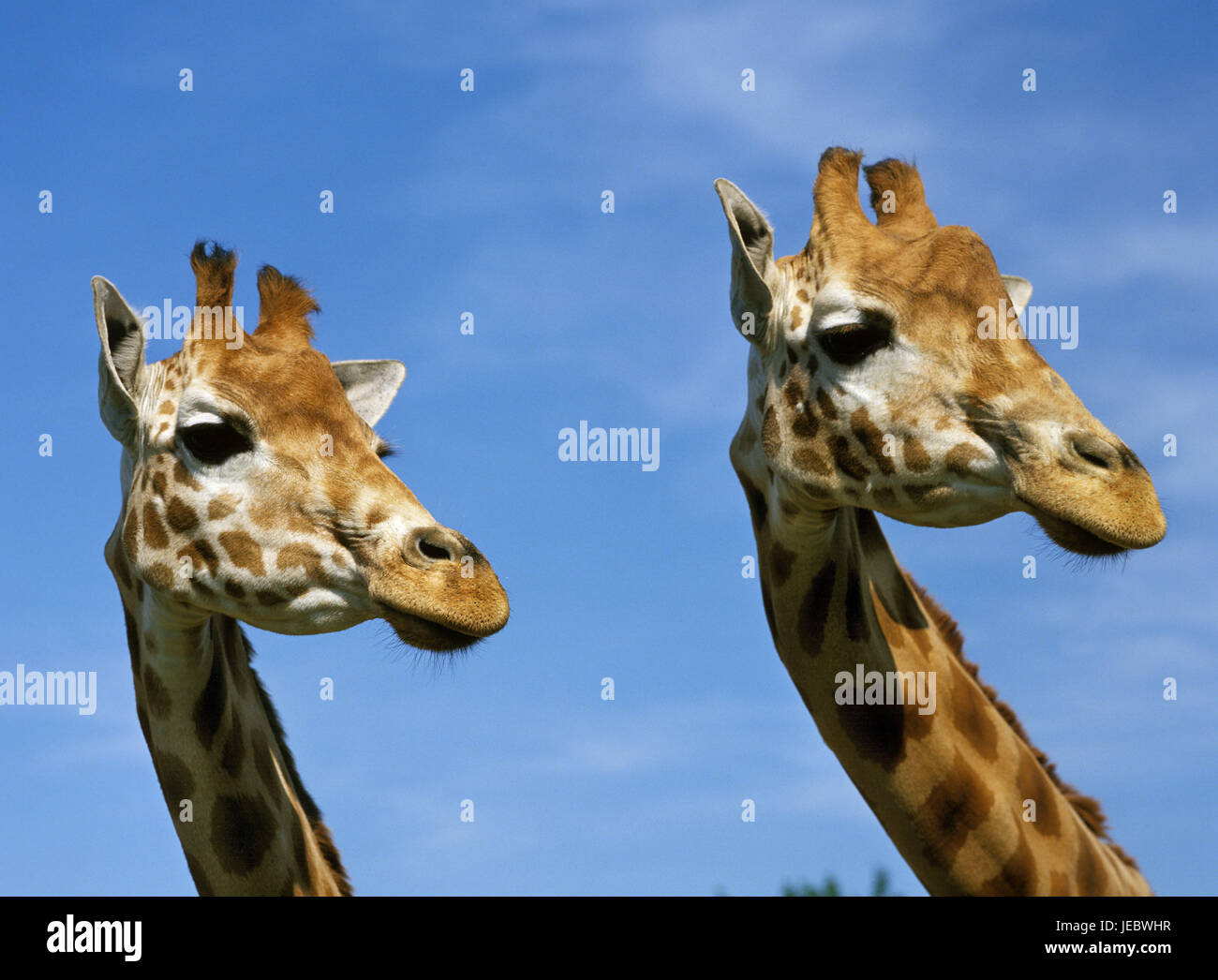 Two Uganda-Giraffem, Giraffa camelopardalis rothschildi, view at the side, portrait, Stock Photo