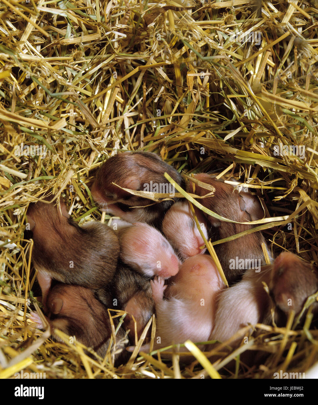 Syrian golden hamsters, Mesocricetus auratus, young animals in the nest, Stock Photo