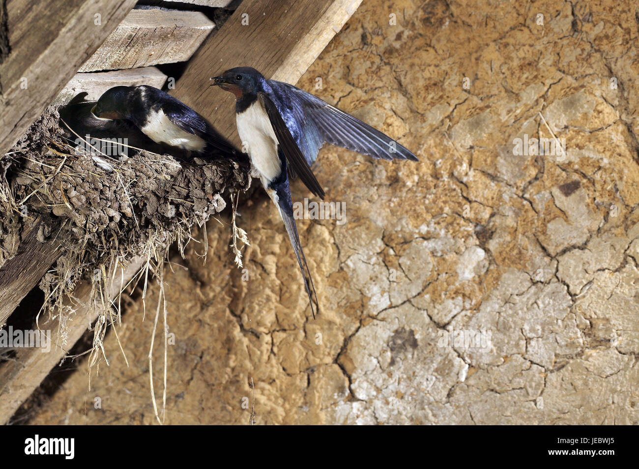 Swallow feeds young birds, Hirundo rustica, Stock Photo