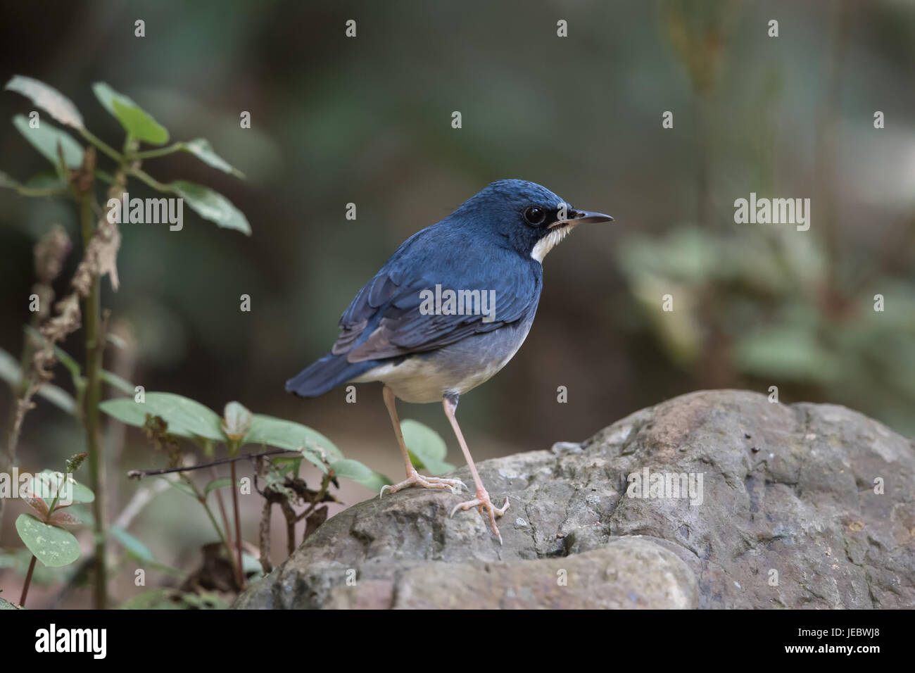 The Siberian blue robin (Larvivora cyane) is a small passerine bird that was formerly classified as a member of the thrush family, Turdidae, but is no Stock Photo