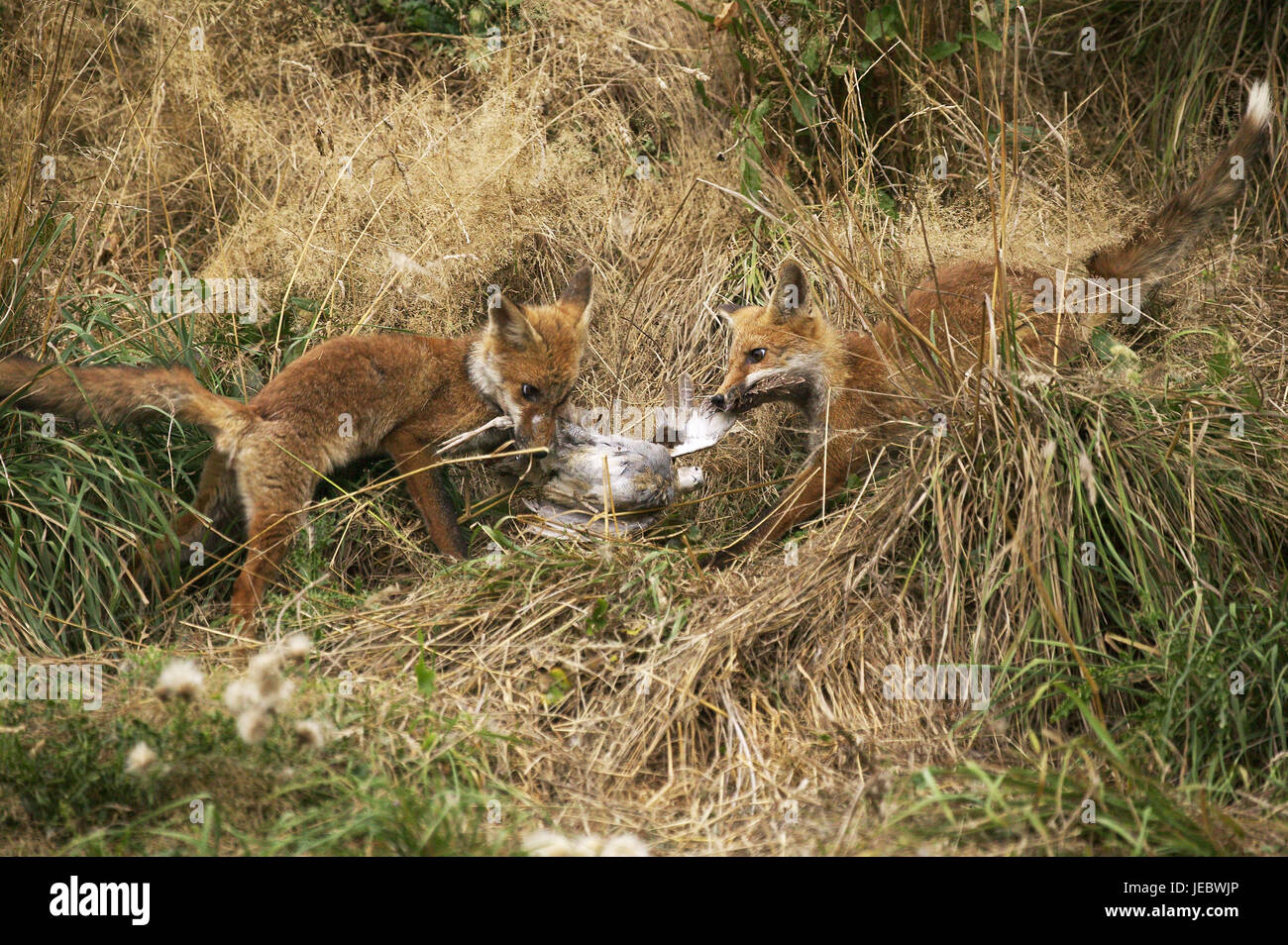 Two red foxes with dead partridge, Vulpes vulpes, Stock Photo
