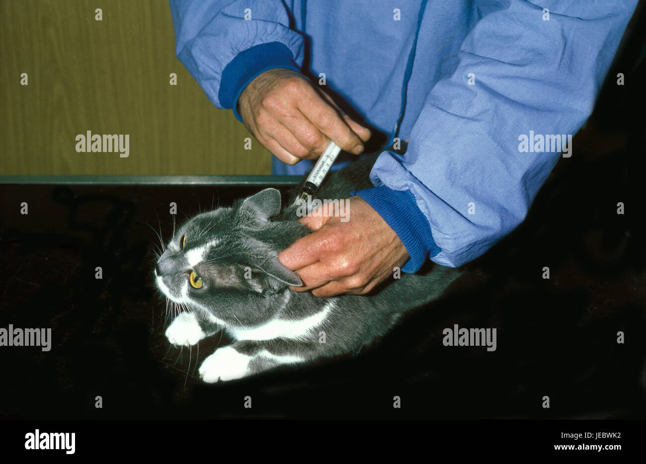 Cat receives an inoculation, Stock Photo