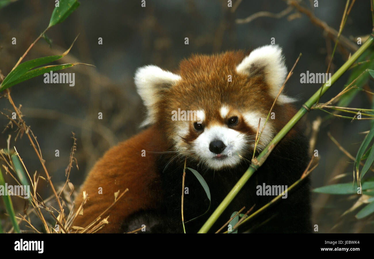 Small panda ailurus fulgens hi-res stock photography and images - Alamy