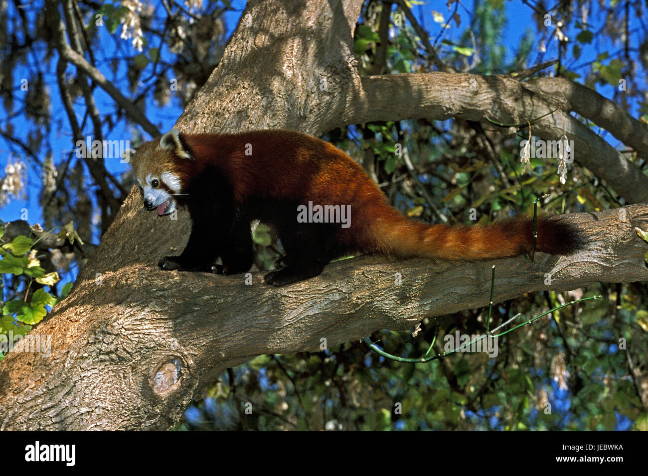 Small panda on a tree, Ailurus fulgens Stock Photo - Alamy