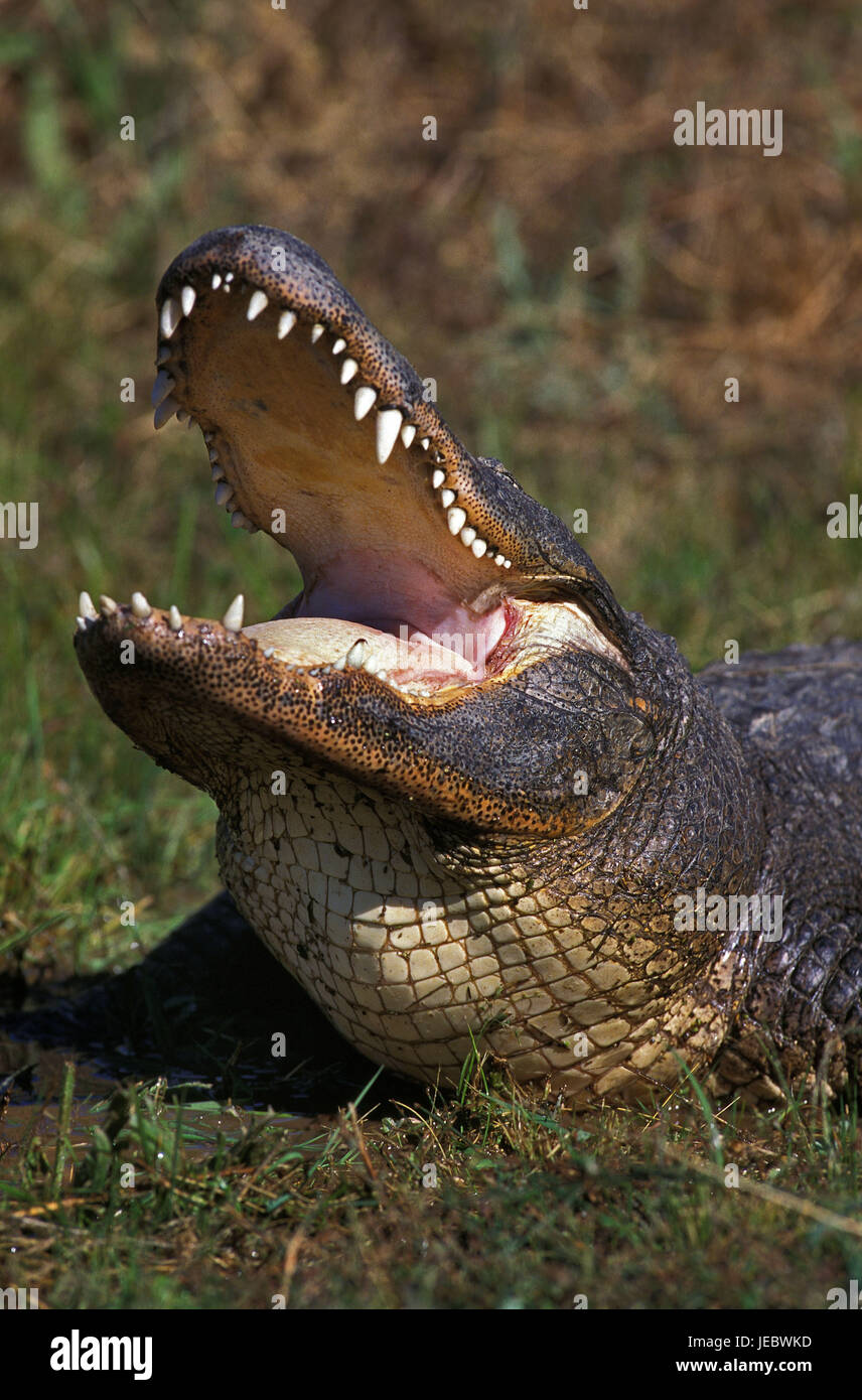 Mississippi alligator with open mouth, alligator mississippiensis, Stock Photo