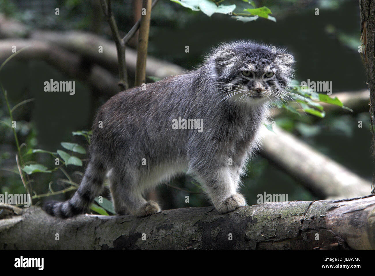 Pallaskatze on a tree, Otocolobus manul, Stock Photo