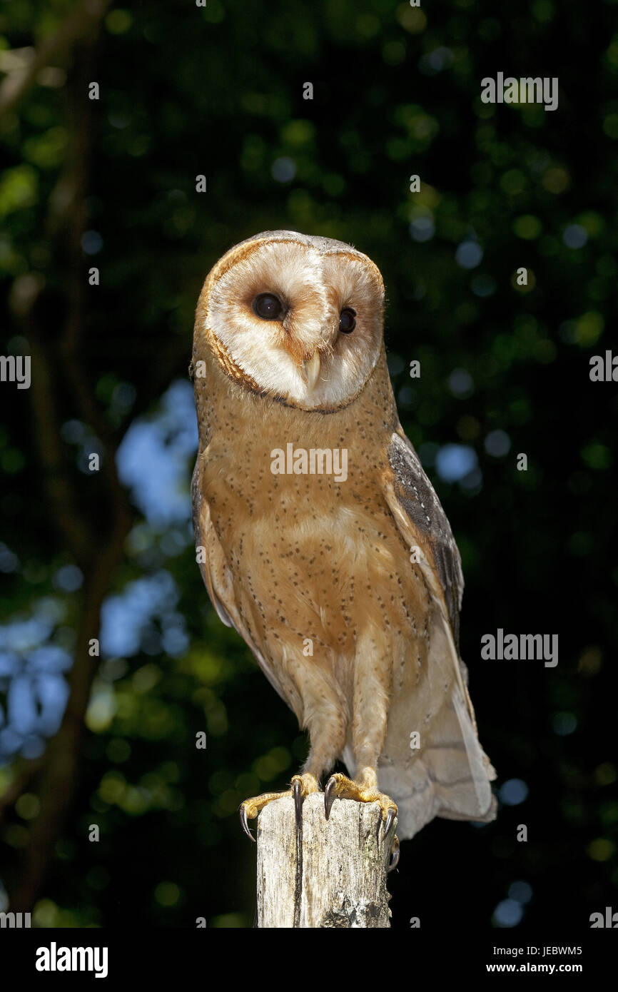 Barn owl on a wooden post, Tyto alb, Stock Photo