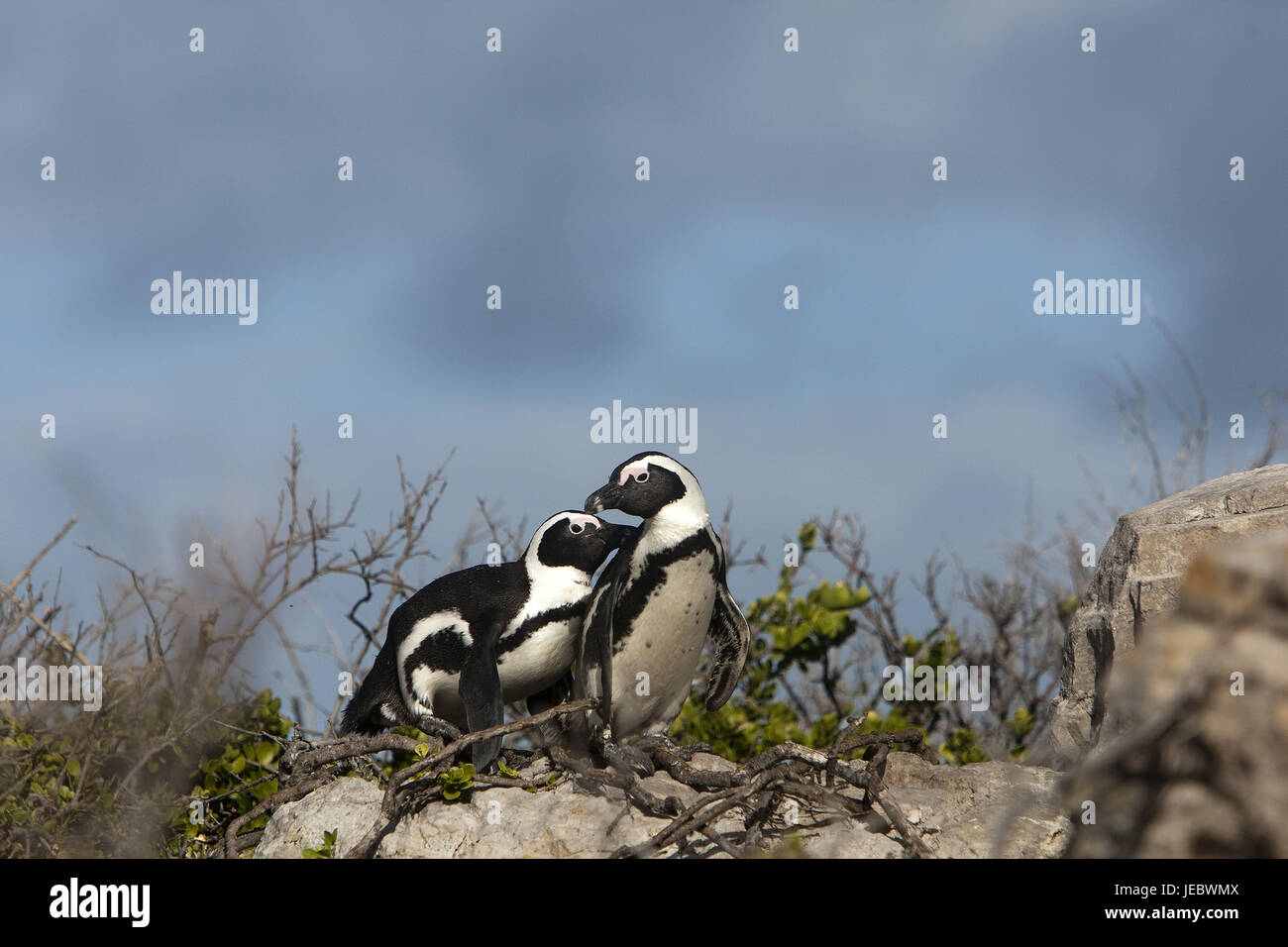 Glass penguins, Spheniscus demersus, Stock Photo