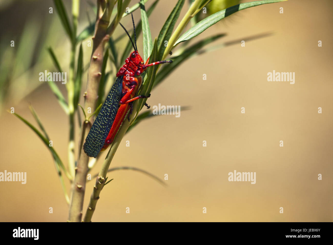South Africa, Namaqua, blade of grass, insect, sit, frights, insect, frights, colourfully, brightly, conspicuously, able to fly, cone head frights, medium close-up, at the side, Stock Photo