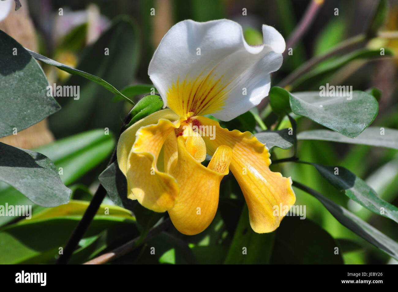 Botany, orchid, blossom, yellowwhite Stock Photo Alamy