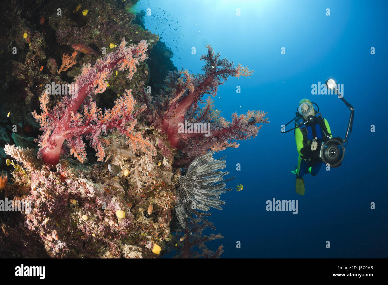 Diver and red soft corals, Dendronephthya sp., Wakaya, Lomaiviti, Fiji, Stock Photo