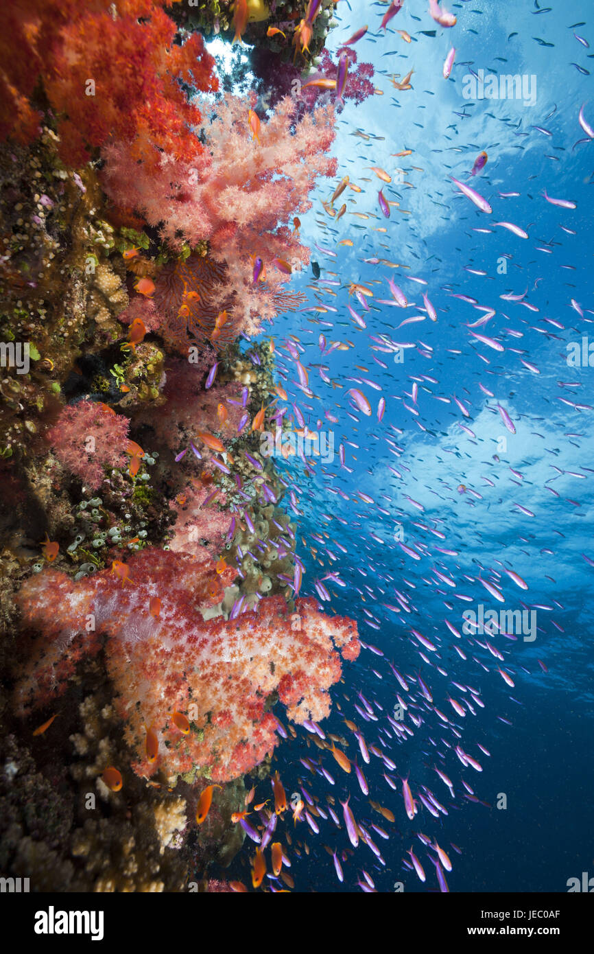 Coloured coral reef, Makogai, Lomaviti, Fiji, Stock Photo
