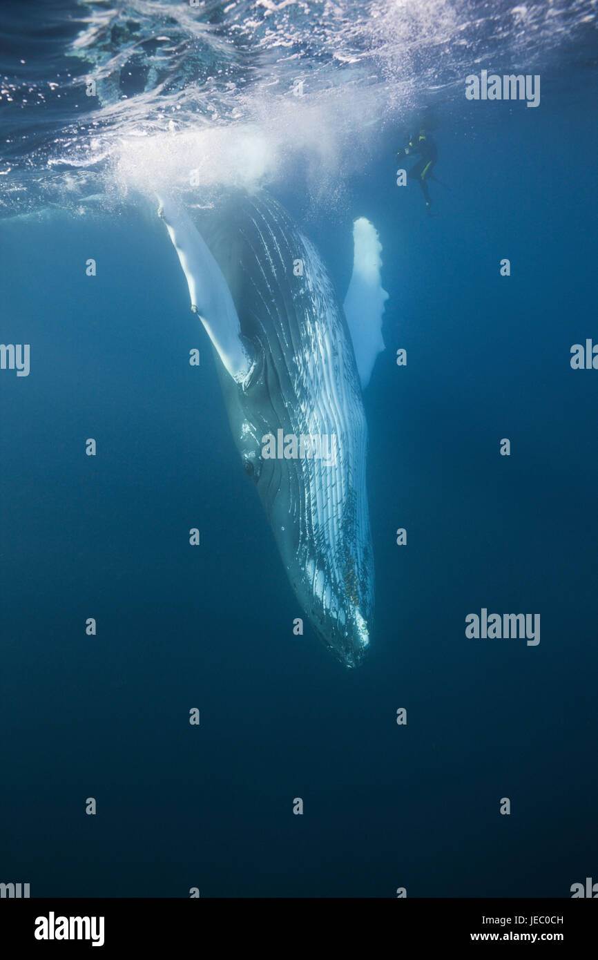 Snorkler and humpback whale, Megaptera novaeangliae, Silver bank, the Atlantic, the Dominican Republic, Stock Photo