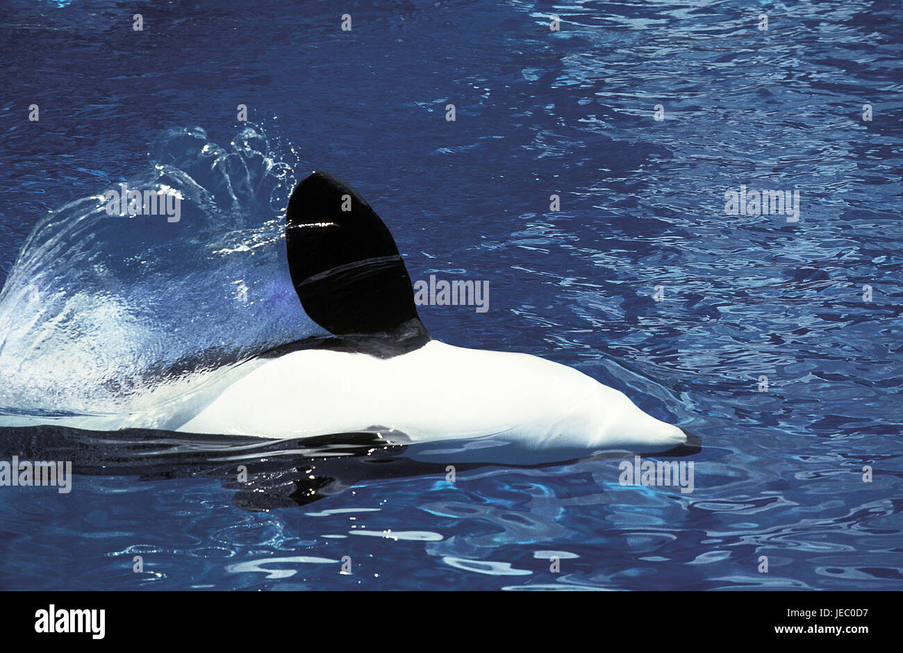 Big killer whale, Orcinus orca, also Orca, murderer's whale, killer whale, adult animal, fin, Stock Photo