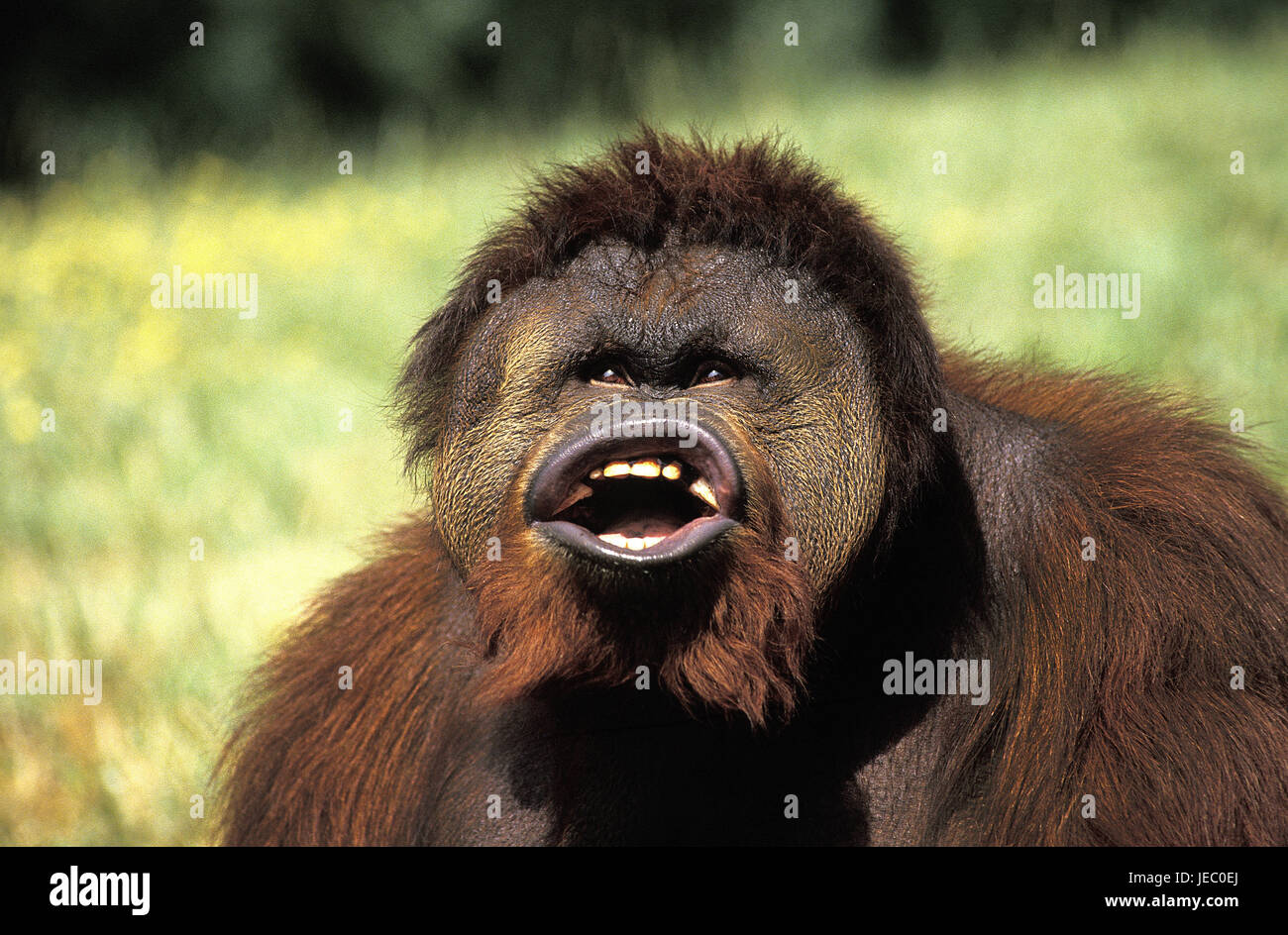 Borneo orang-utan, Pongo pygmaeus, little men, amusing look, Stock Photo