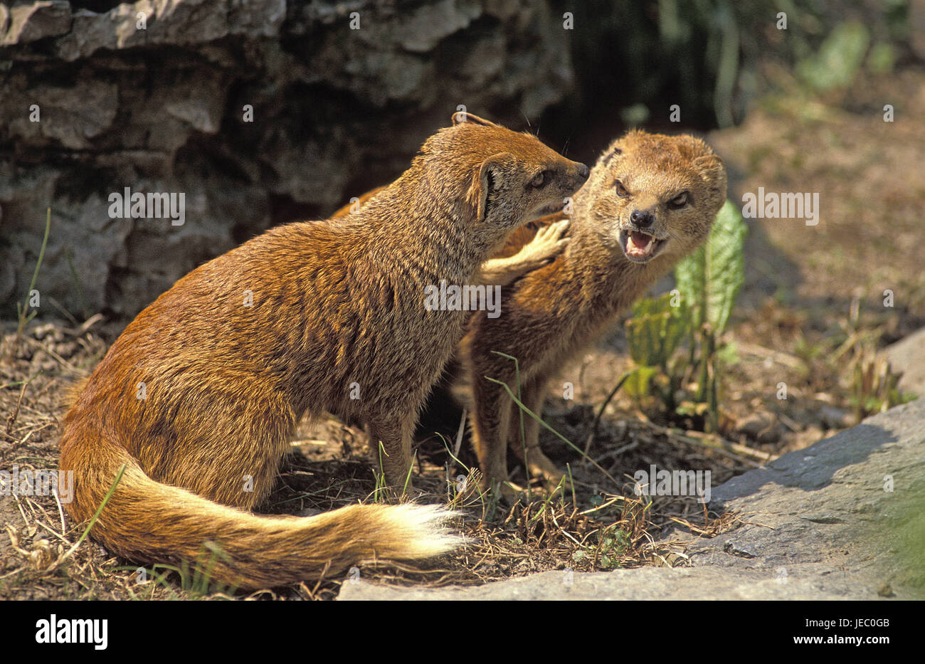 Fox's Mongoose, Cynictis penicillata, Stock Photo