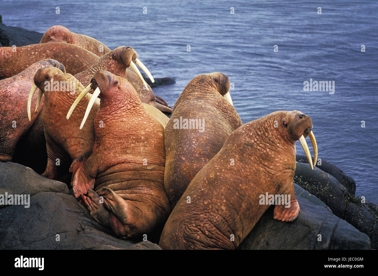 Walruses, Odobenus rosmarus, colony, coast, rock, Round Iceland, Alaska, Stock Photo