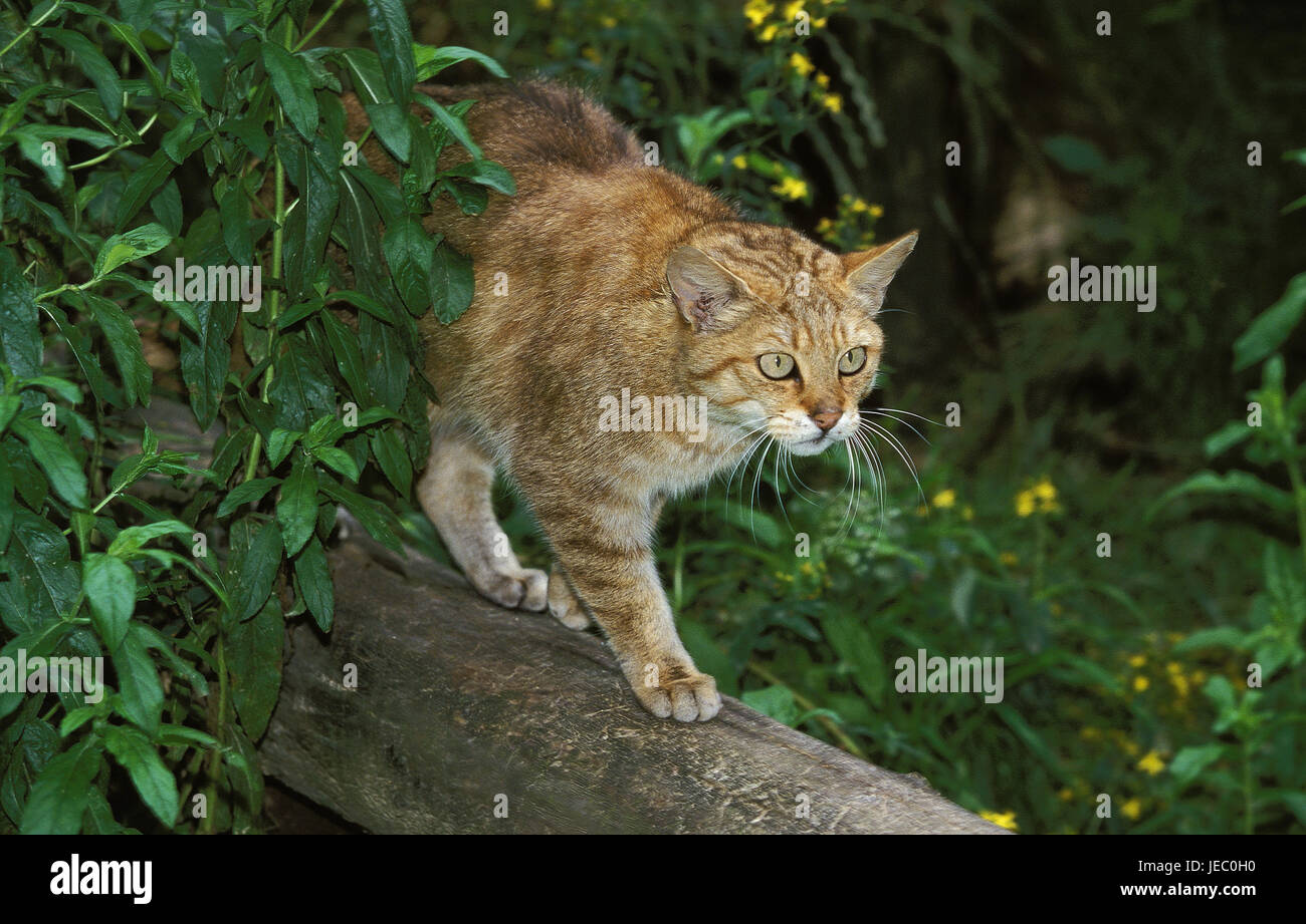 European wildcat or forest cat, Felis silvestris, adult animal, branch, Stock Photo