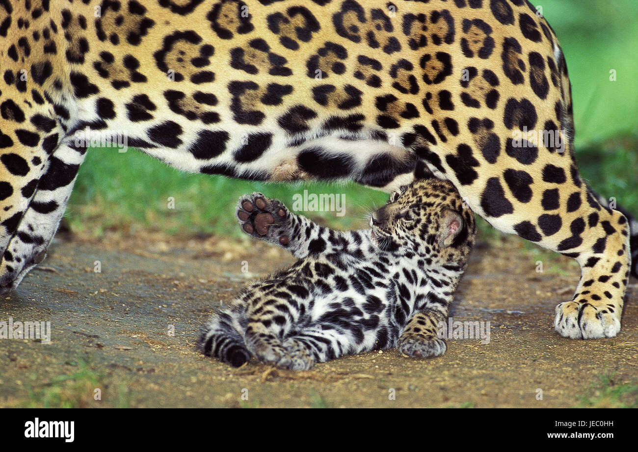 Jaguar, Panthera onca, females, young animal, play, Stock Photo