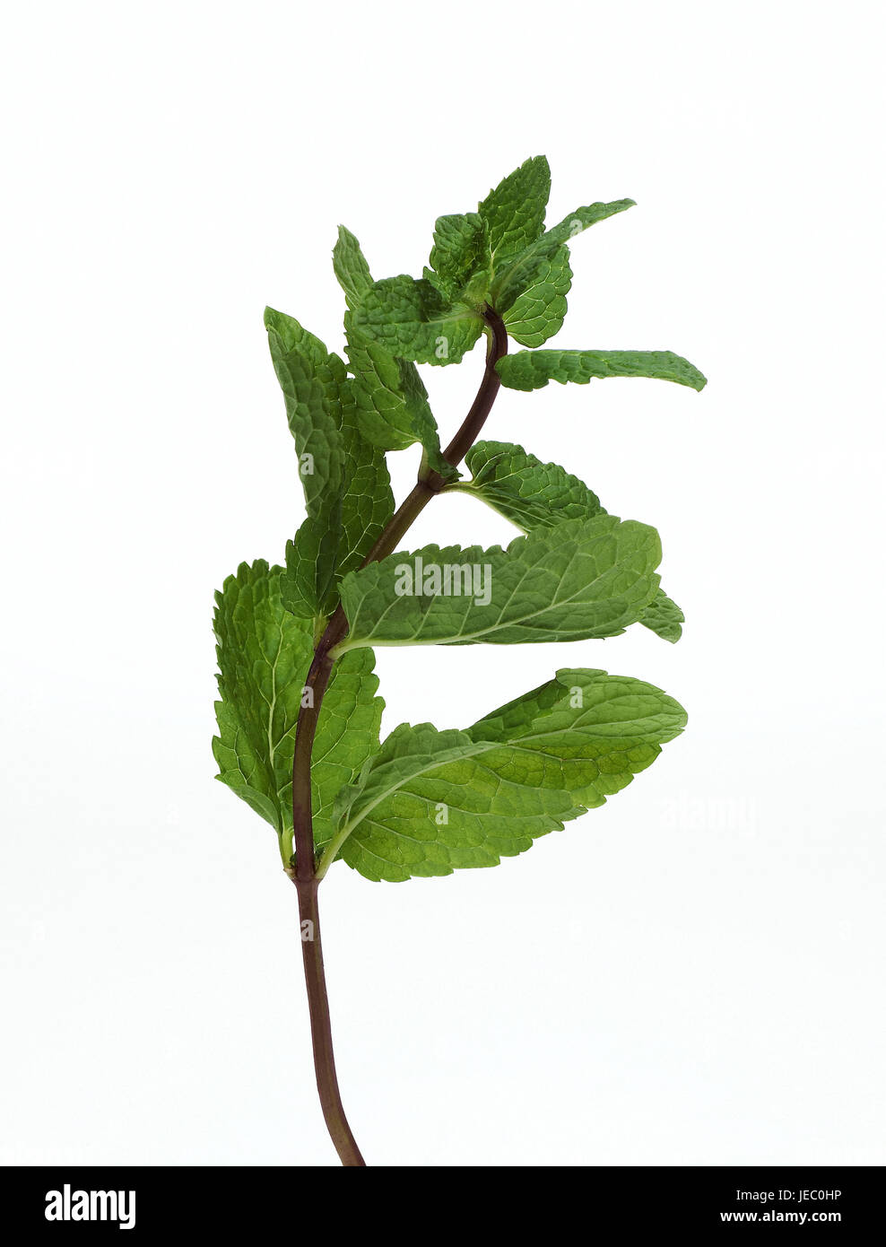 Mint, Mentha sp., white background, Stock Photo