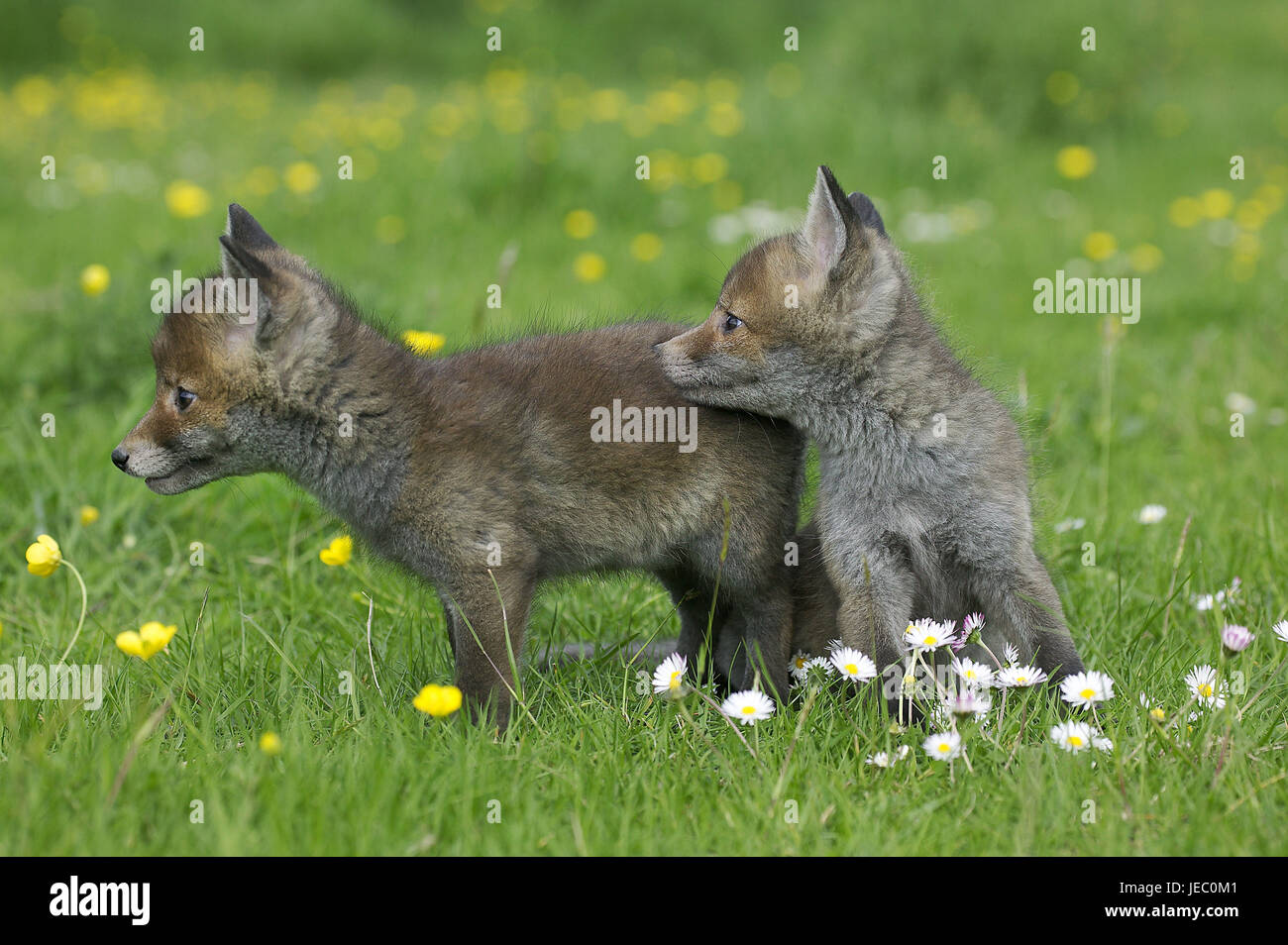 Red foxes, Vulpes vulpes, puppies, flower meadow, Normandy, Stock Photo