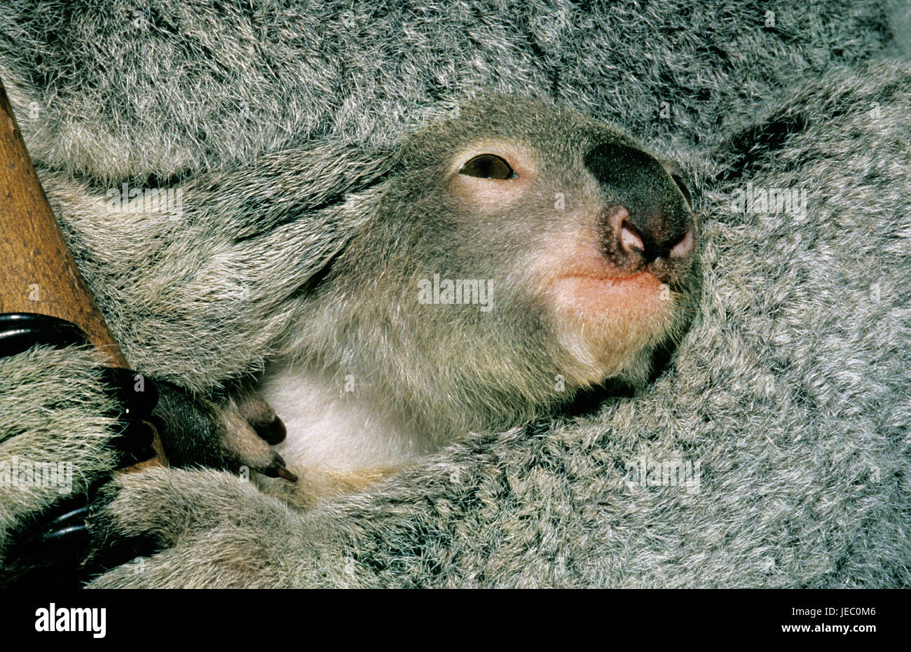 Koala, Phascolarctos cinereus, young animal, head, fur, medium close-up, Australia, Stock Photo