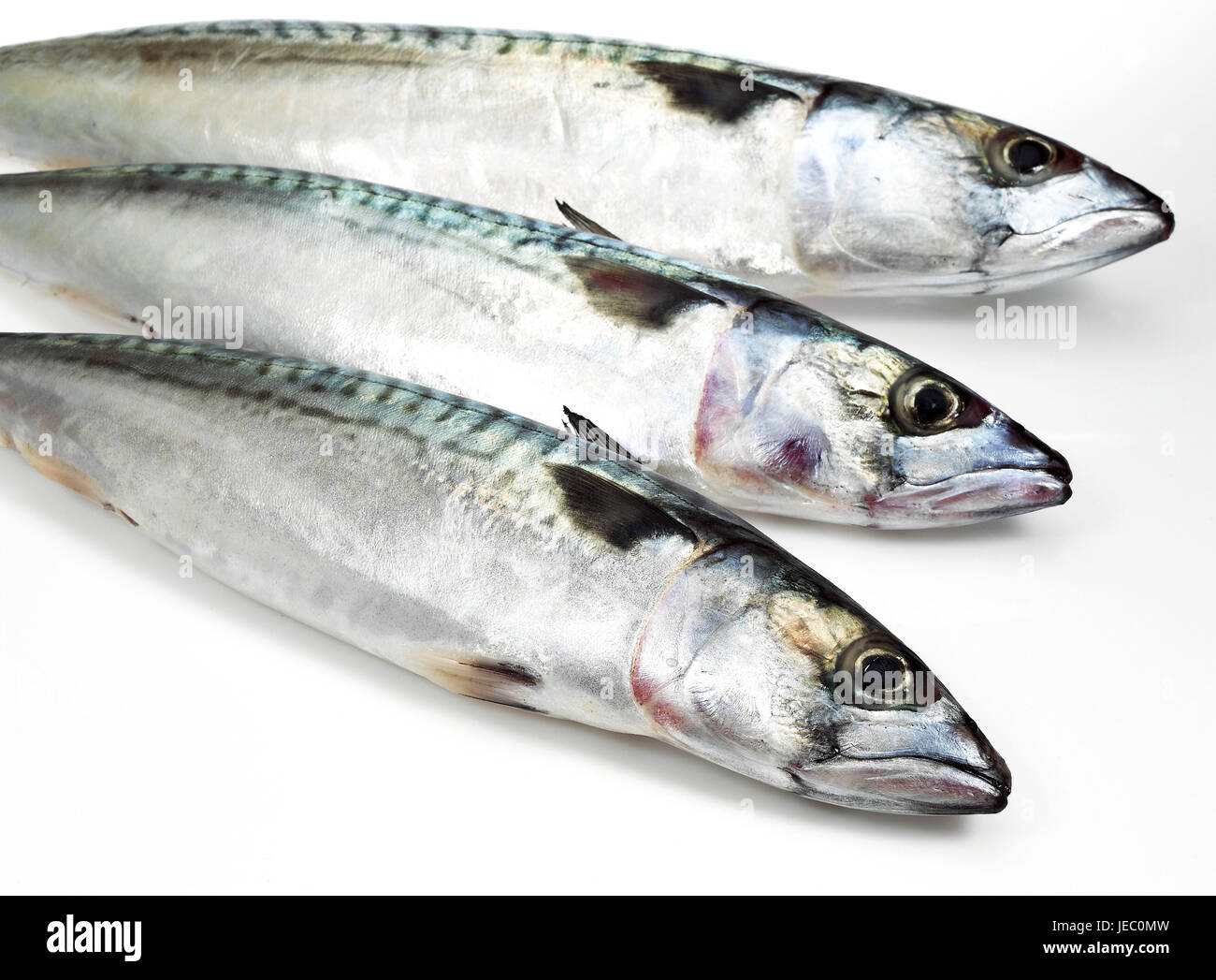 Mackerels, Scomber scombrus, fresh fish, white background, Stock Photo
