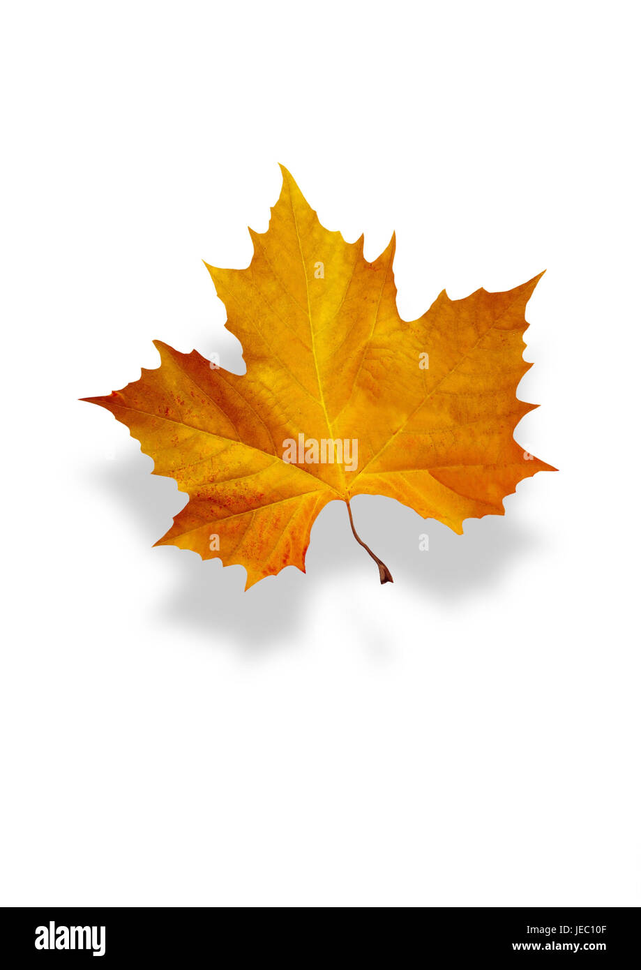 autumnally tinted maple leaf, Stock Photo