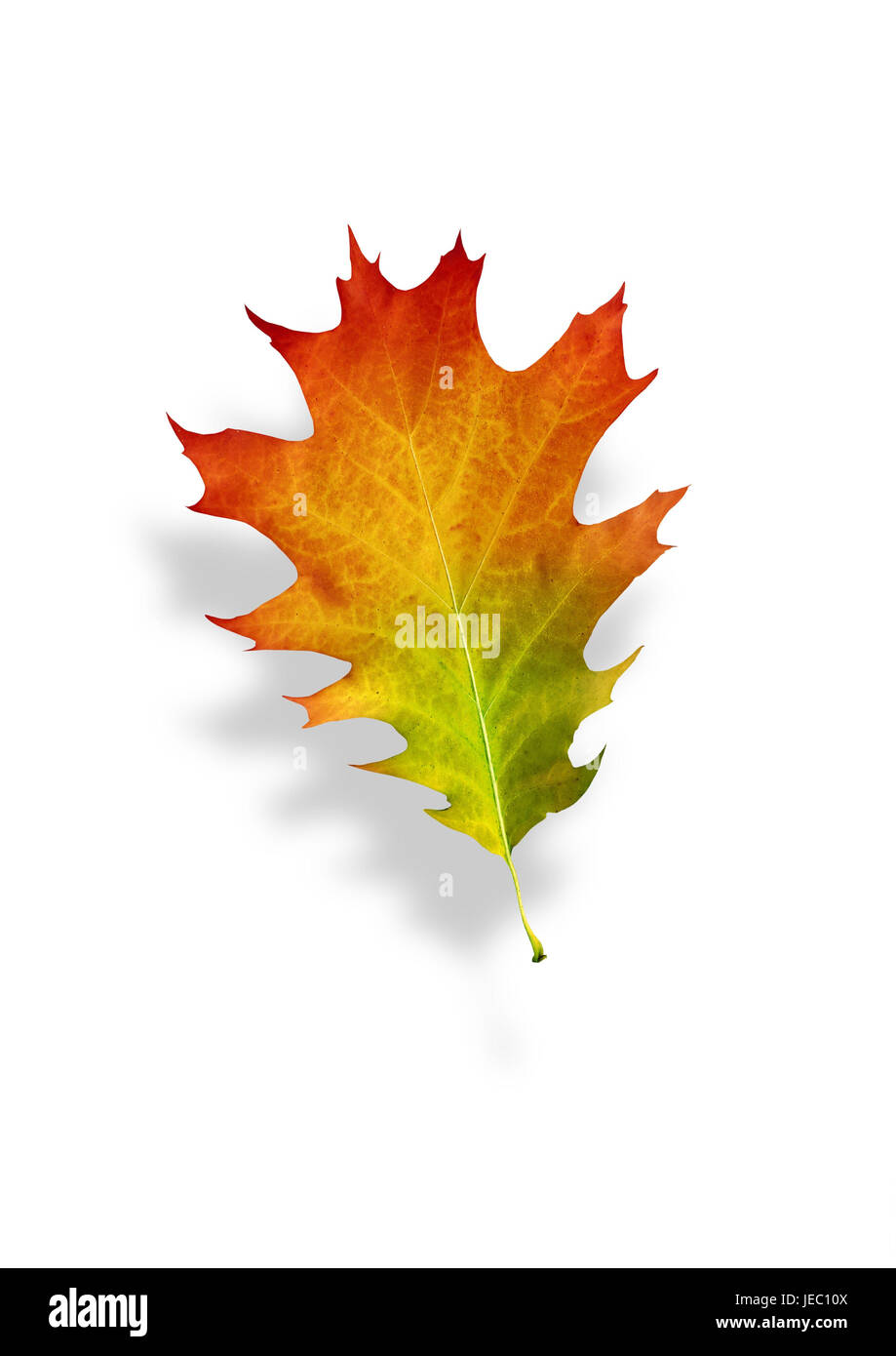 autumnally tinted oak leaf, Stock Photo