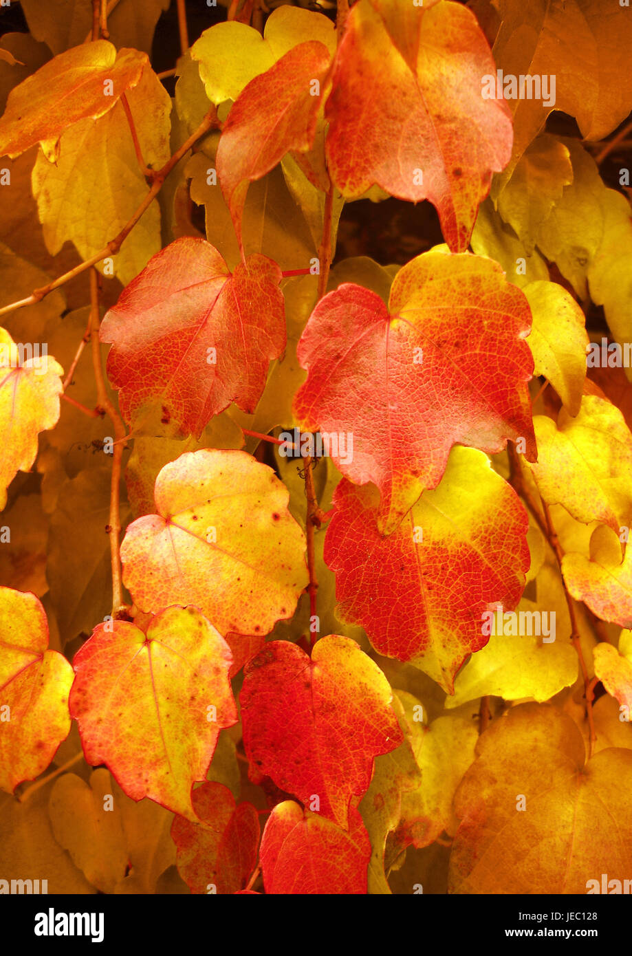 autumnally tinted vine leaves, Stock Photo