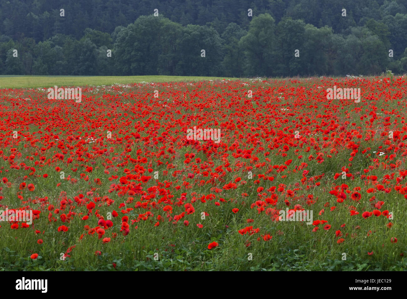 Poppy seed field Stock Photo Alamy