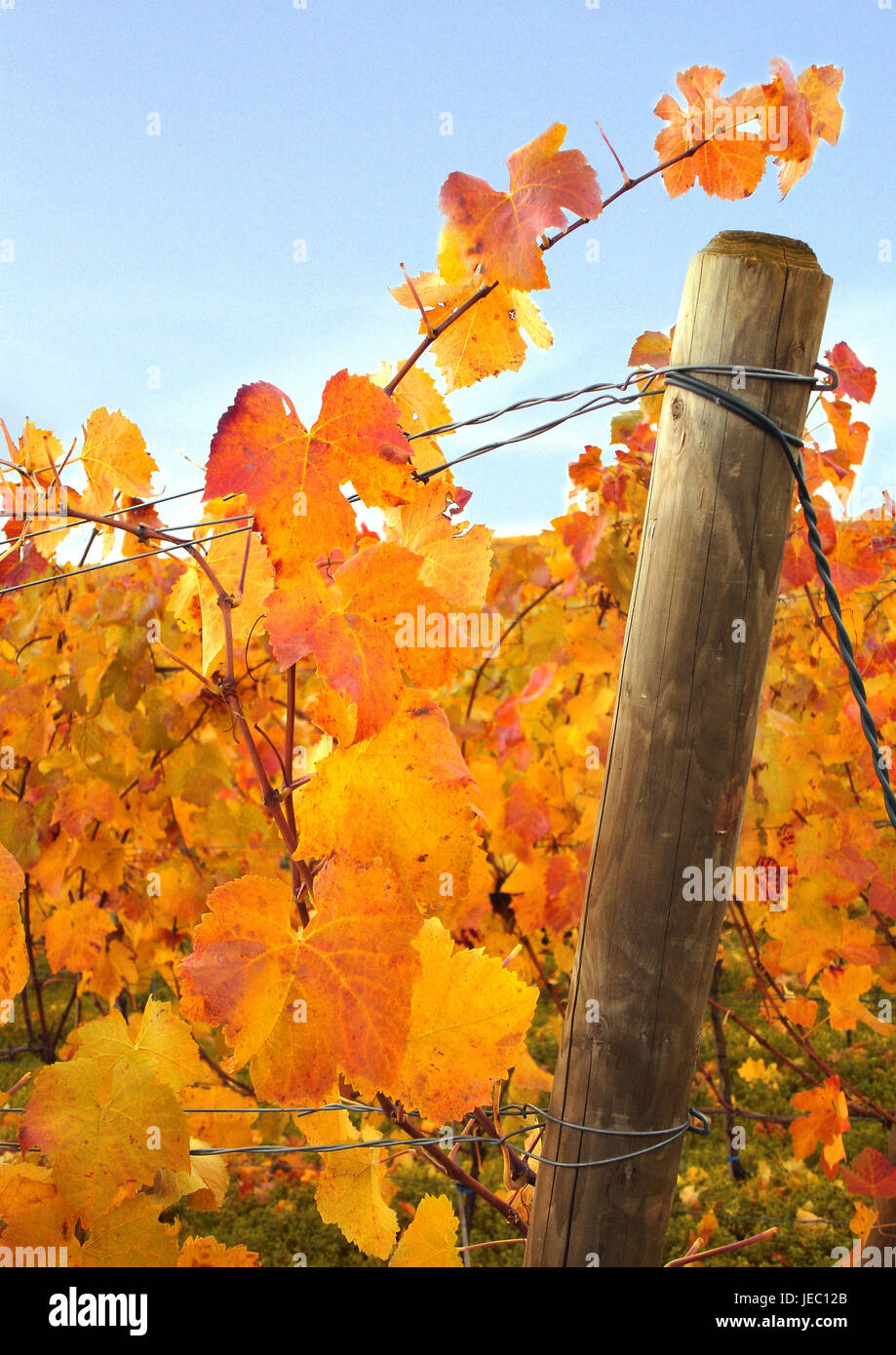 autumnally tinted vine leaves, Stock Photo